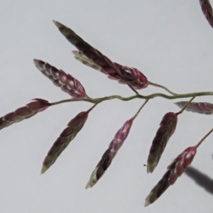 Eragrostis cilianensis at Dunlop, ACT - 22 Mar 2020 12:57 PM