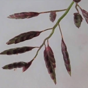 Eragrostis cilianensis at Dunlop, ACT - 22 Mar 2020 12:57 PM