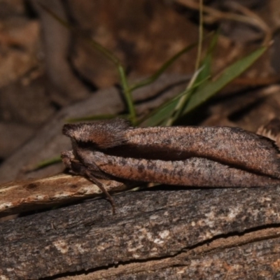 Nisista undescribed species (genus) (A geometer moth) at Paddys River, ACT - 10 Nov 2018 by GlennCocking