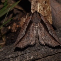 Nisista undescribed species (genus) at Paddys River, ACT - 11 Nov 2018 12:00 AM