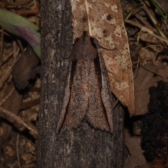 Nisista undescribed species (genus) at Paddys River, ACT - 11 Nov 2018 12:00 AM