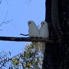 Cacatua sanguinea (Little Corella) at Moss Vale - 18 Mar 2020 by BLSHTwo