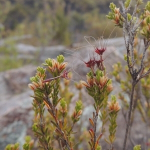 Calytrix tetragona at Paddys River, ACT - 29 Dec 2019 08:08 PM