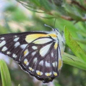 Belenois java at Wollogorang, NSW - 24 Mar 2020 05:40 PM