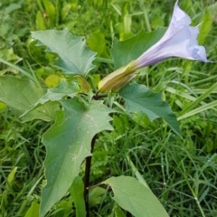 Datura stramonium (Common Thornapple) at Uriarra Recreation Reserve - 25 Mar 2020 by trevorpreston