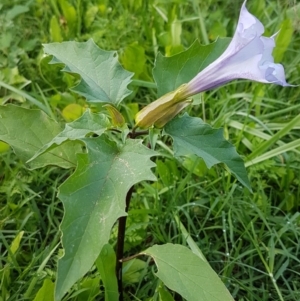 Datura stramonium at Coree, ACT - 25 Mar 2020 10:59 AM