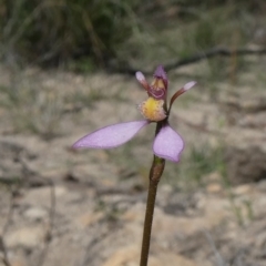 Eriochilus cucullatus (Parson's Bands) at Theodore, ACT - 25 Mar 2020 by owenh