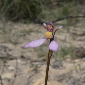 Eriochilus cucullatus at Theodore, ACT - 25 Mar 2020