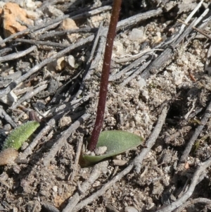 Eriochilus cucullatus at Theodore, ACT - 25 Mar 2020