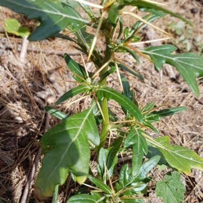 Xanthium spinosum (Bathurst Burr) at Stromlo, ACT - 25 Mar 2020 by tpreston