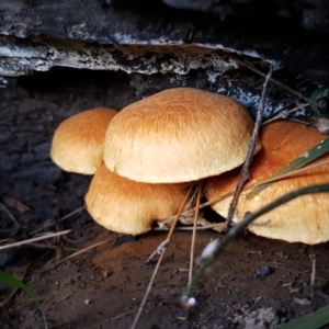 Gymnopilus sp. at Coree, ACT - 25 Mar 2020