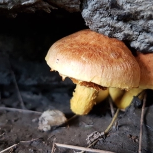 Gymnopilus sp. at Coree, ACT - 25 Mar 2020