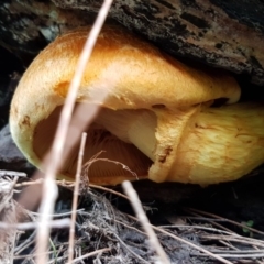 Gymnopilus sp. at Coree, ACT - 25 Mar 2020