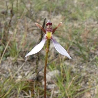 Eriochilus cucullatus (Parson's Bands) at Tuggeranong Hill - 24 Mar 2020 by Owen