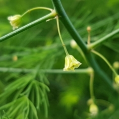 Asparagus officinalis (Asparagus) at Uriarra Recreation Reserve - 25 Mar 2020 by trevorpreston