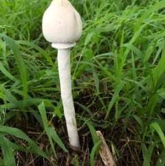 Macrolepiota dolichaula (Macrolepiota dolichaula) at Broughton Vale, NSW - 22 Mar 2020 by Nivlek