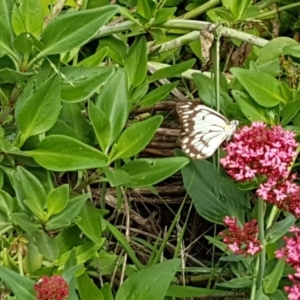 Belenois java at Holt, ACT - 25 Mar 2020 12:03 PM