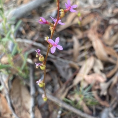 Stylidium graminifolium (Grass Triggerplant) at Aranda, ACT - 25 Mar 2020 by rhyshardy