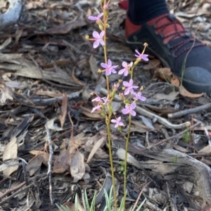 Stylidium graminifolium at Aranda, ACT - 25 Mar 2020