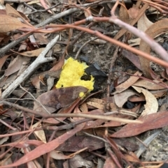 Fuligo septica (Scrambled egg slime) at Aranda Bushland - 25 Mar 2020 by rhyshardy