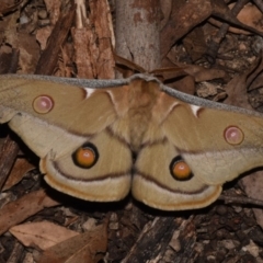 Opodiphthera eucalypti (Emperor Gum Moth) at Paddys River, ACT - 10 Nov 2018 by GlennCocking