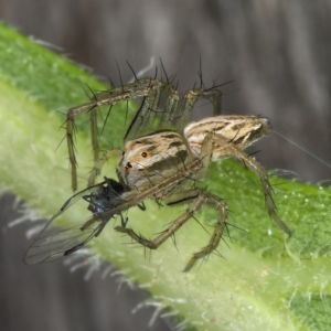 Oxyopes sp. (genus) at Kambah, ACT - 24 Mar 2020