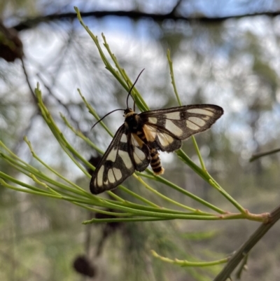 Amata (genus) (Handmaiden Moth) at Aranda Bushland - 24 Mar 2020 by rhyshardy