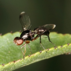 Sepsidae (family) (Ant fly) at Kambah, ACT - 25 Mar 2020 by Marthijn