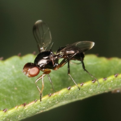 Sepsidae (family) (Ant fly) at Kambah, ACT - 25 Mar 2020 by Marthijn
