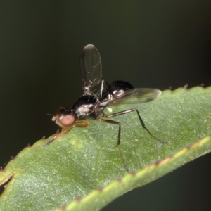 Sepsidae (family) at Kambah, ACT - 25 Mar 2020