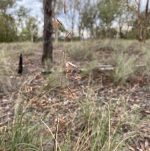 Rytidosperma pallidum at Aranda, ACT - 25 Mar 2020 01:40 PM