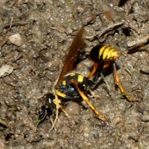 Sceliphron formosum at Deakin, ACT - 22 Mar 2020