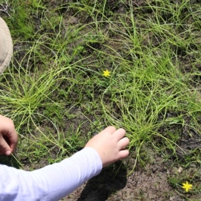 Isolepis inundata (Swamp Club Rush) at Ballalaba, NSW - 21 Mar 2020 by linda