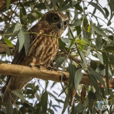 Ninox boobook (Southern Boobook) at Mount Rogers - 23 Mar 2020 by roymeuronen