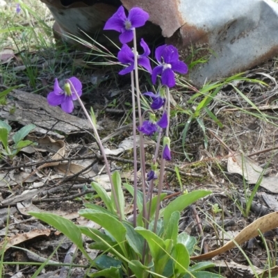 Viola betonicifolia (Mountain Violet) at Theodore, ACT - 25 Mar 2020 by owenh