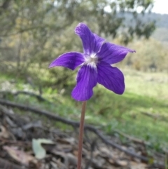 Viola betonicifolia at Theodore, ACT - 25 Mar 2020 11:20 AM