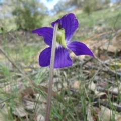 Viola betonicifolia at Theodore, ACT - 25 Mar 2020 11:20 AM