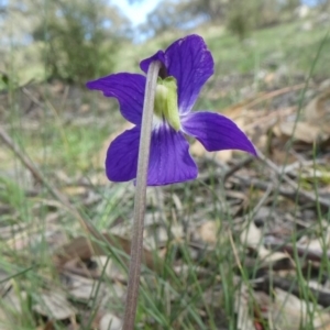 Viola betonicifolia at Theodore, ACT - 25 Mar 2020 11:20 AM