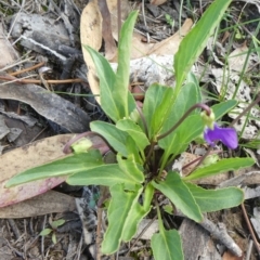 Viola betonicifolia at Theodore, ACT - 25 Mar 2020 11:20 AM