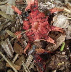 Aseroe rubra (Anemone Stinkhorn) at Chisholm, ACT - 25 Mar 2020 by Joc.id.au