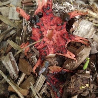 Aseroe rubra (Anemone Stinkhorn) at Chisholm, ACT - 25 Mar 2020 by Joc.id.au