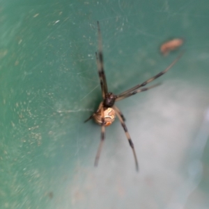 Latrodectus hasselti at Chisholm, ACT - 25 Mar 2020