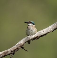 Todiramphus sanctus (Sacred Kingfisher) at Latham, ACT - 25 Mar 2020 by Roger