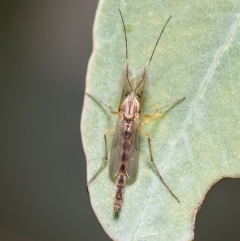 Chironomidae (family) (Non-biting Midge) at Umbagong District Park - 25 Mar 2020 by Roger