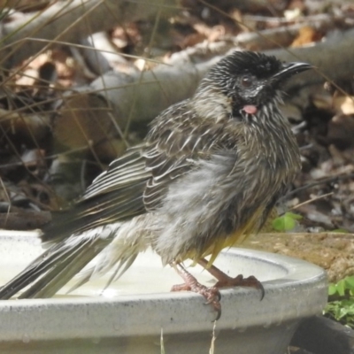 Anthochaera carunculata (Red Wattlebird) at Burradoo, NSW - 21 Mar 2020 by GlossyGal