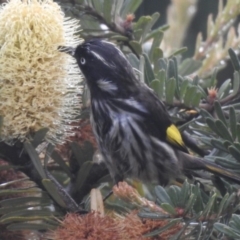 Phylidonyris novaehollandiae (New Holland Honeyeater) at Burradoo, NSW - 25 Mar 2020 by GlossyGal