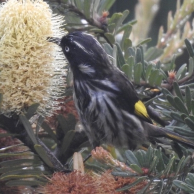 Phylidonyris novaehollandiae (New Holland Honeyeater) at Burradoo, NSW - 25 Mar 2020 by GlossyGal