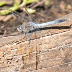 Orthetrum caledonicum (Blue Skimmer) at Molonglo River Reserve - 19 Mar 2020 by SWishart