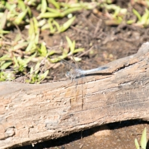 Orthetrum caledonicum at Molonglo River Reserve - 20 Mar 2020