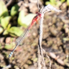 Xanthagrion erythroneurum (Red & Blue Damsel) at Dunlop, ACT - 19 Mar 2020 by SWishart